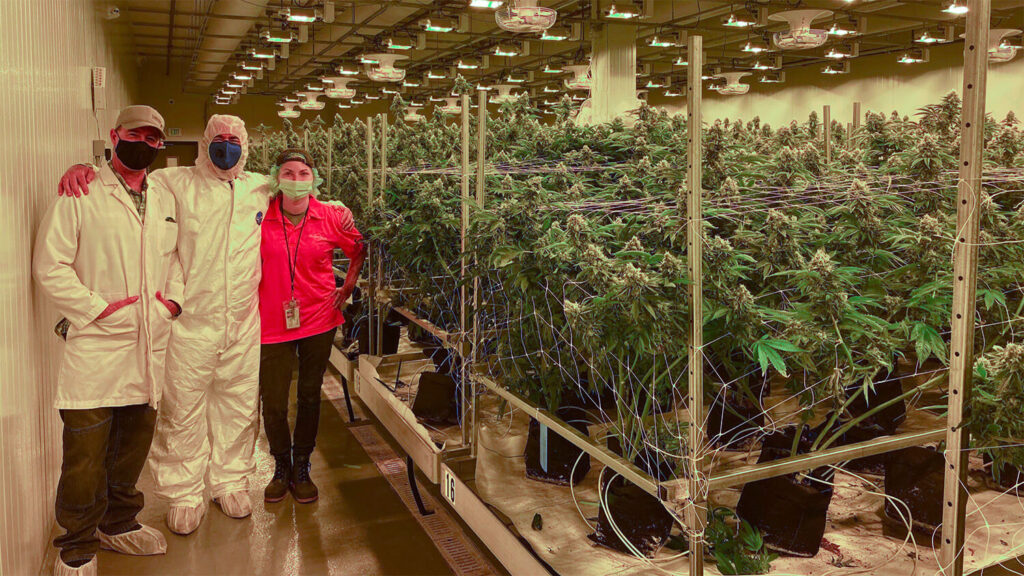 Cannabis Consultants