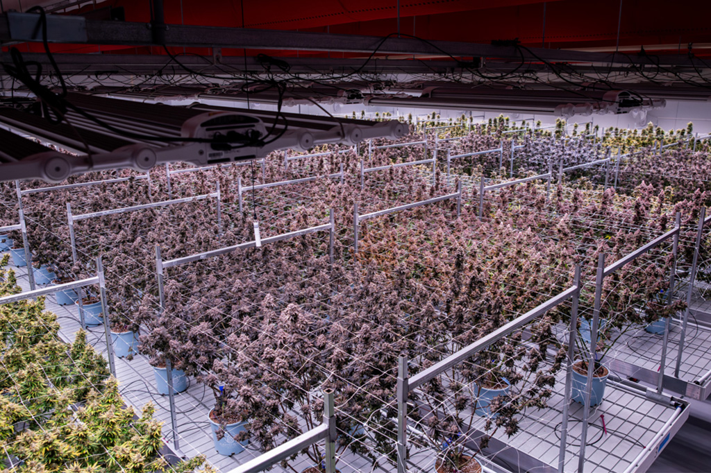 Cannabis Facility Design